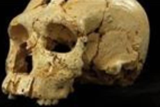 اسکلت انسان نمای 13 میلیون ساله کشف شد +عکس