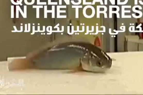 ماهی عجیبی که روی زمین راه می رود