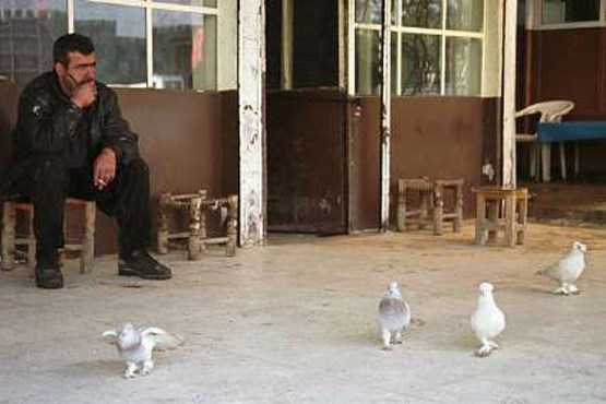 داعش: پرورش کبوتر، ممنوع