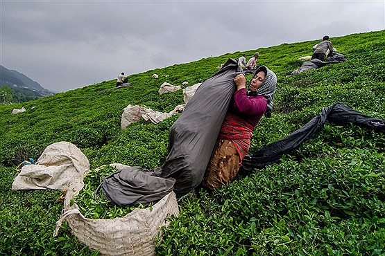 چیدن برگ سبز چای از مزارع چای گیلان