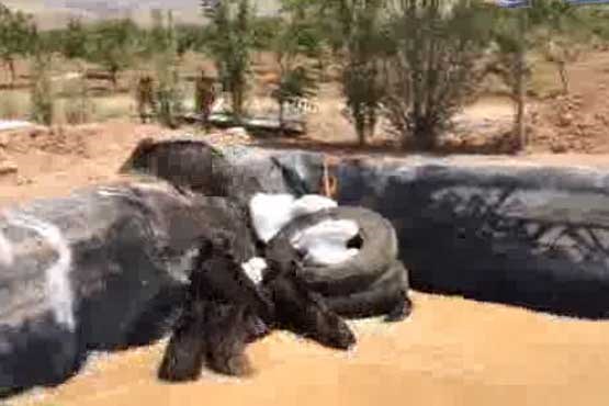 نجات گرازها از داخل استخر  پر از آب