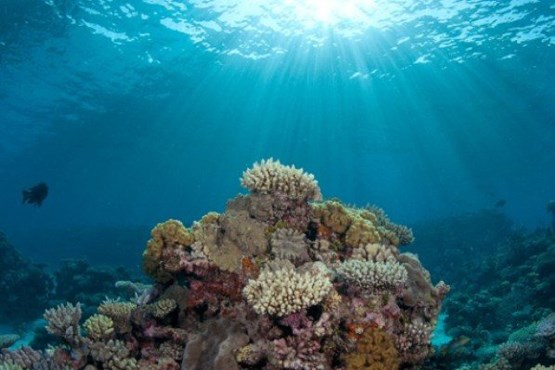خطر ورود ویروس های باستانی به آب اقیانوس ها!