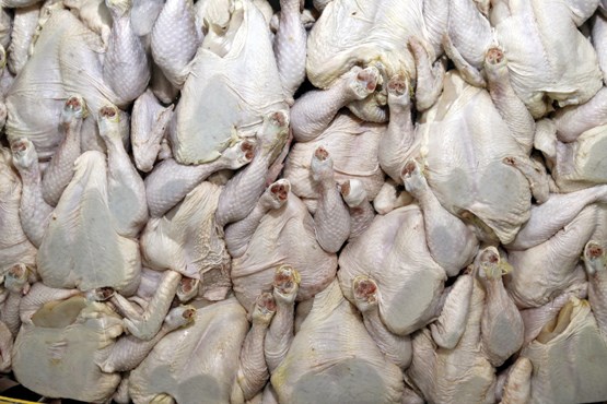 مرغ و تخم‌مرغ‌های صادراتی ایران برگشت خوردند