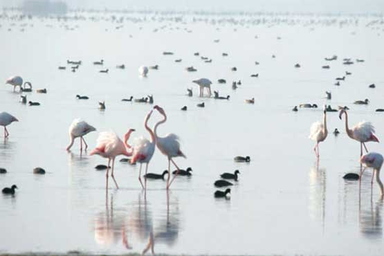 دریاچه ساوجبلاغ زیستگاه تازه پرندگان مهاجر