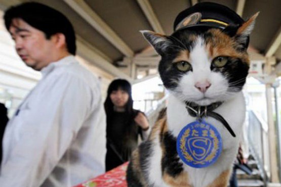رئیس ایستگاه قطار یک گربه بود! + عکس