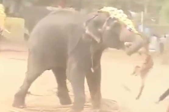 حمله مرگبار فیل نر خشمگین + فیلم