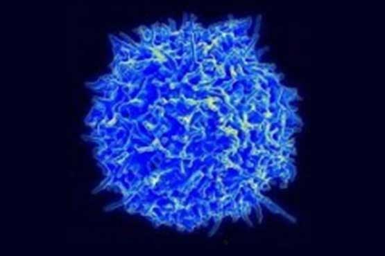 به دام اندازی سلول های سرطان خون با نانولوله
