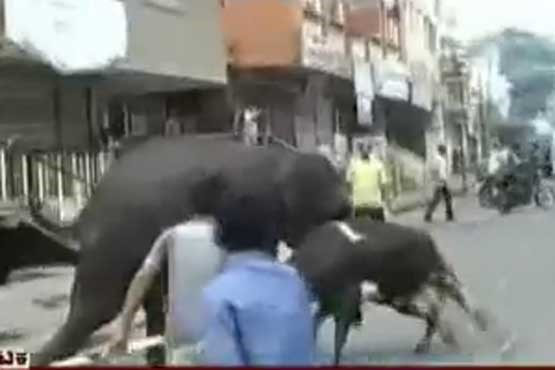 فیل دیوانه شد و شهر را به آشوب کشید + فیلم