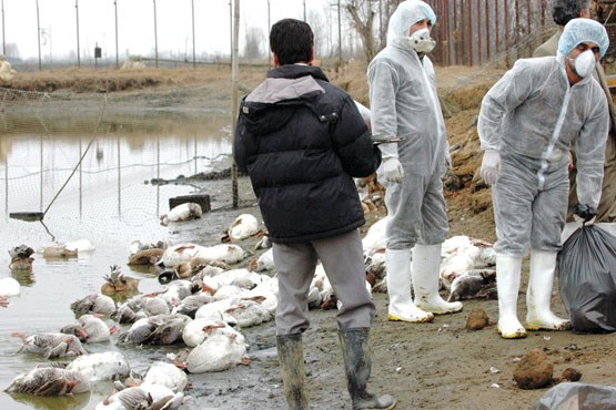 گسترش بیماری آنفلوانزای فوق حاد پرندگان به ۱۱ استان