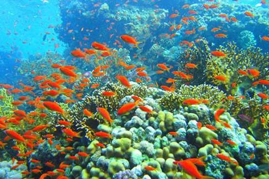 سواحل مرجانی فیجی