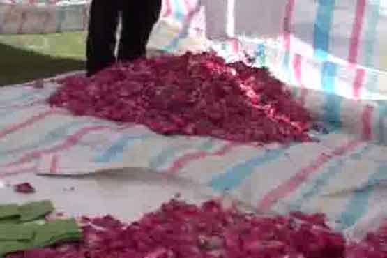برداشت گل محمدی در اسکو