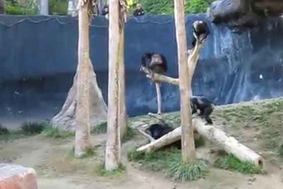 نبرد شمپانزه ها + فیلم