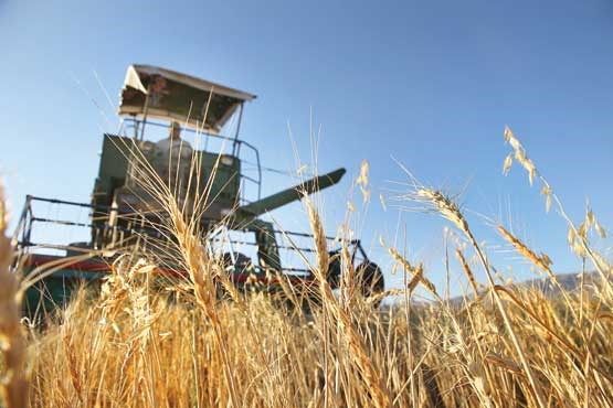 خرید ۸ میلیون تن گندم از کشاورزان