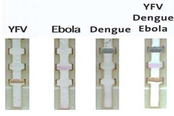 نواری که ابولا و تب زرد را تشخیص می دهد