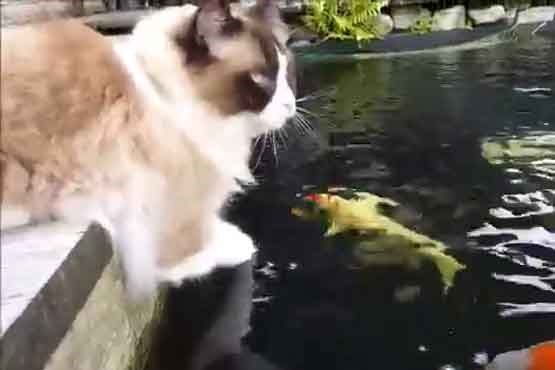 دوستی ماهی ها و گربه