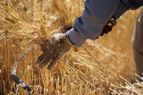 دولت واردات روغن، شکر و گندم را آزاد کرد