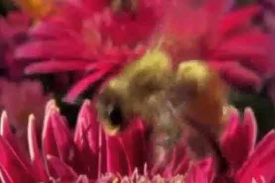 شیوه شکار زنبور از سوی عنکبوت + فیلم