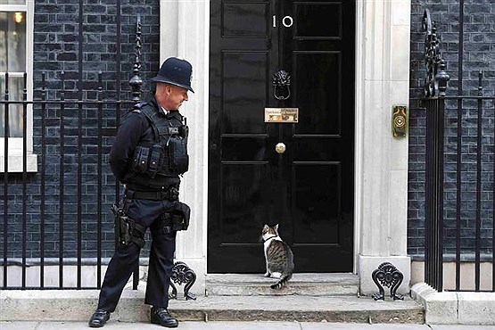 انتظار «لری» گربه مخصوص نخست وزیر انگلیس + عکس