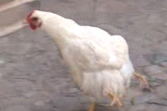 مرغ زنده نخرید تا آنفولانزا نگیرید