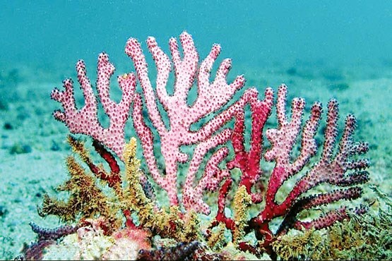 مرگ تدریجی مرجان‌های خلیج‌فارس