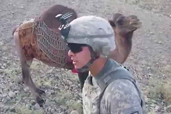 تفنگدار آمریکایی مزه لگد شتر افغان را چشید