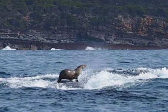 فکی که روی نهنگ موج‌ سواری می‌کند! + عکس