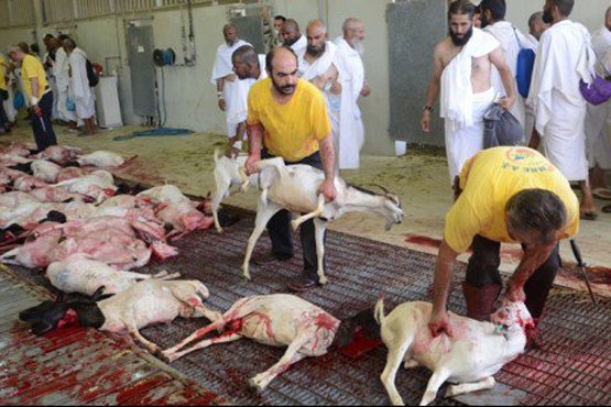 اقدامات پیشگیرانه برای جلوگیری از گرانی گوسفند در ایام عید قربان/ نگرانی‌ از تب کریمه کنگو وجود ندارد
