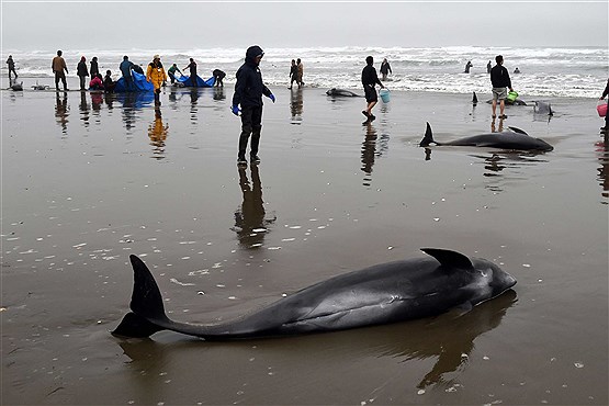 تلاش برای نجات نهنگ های کله خربزه ای + عکس