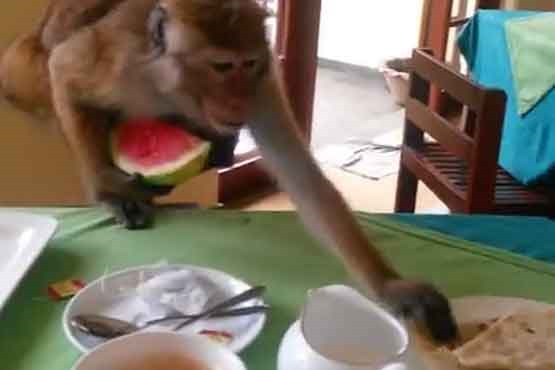 میمونی که هندوانه را با نان می خورد