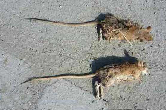 موش مرده از موش زنده خطرناک‌تر است