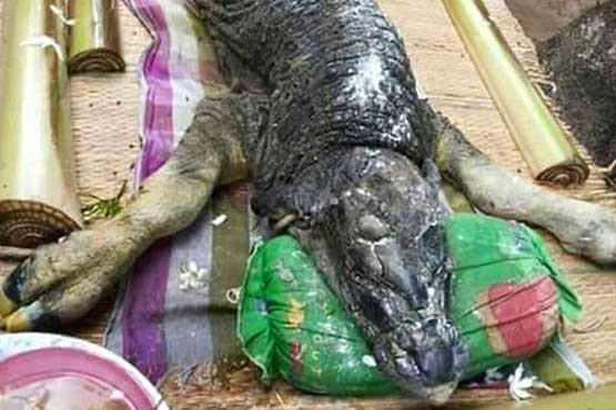 کشف جسد یک هیولای نیمه تمساح - نیمه بوفالو +گزارش تصویری