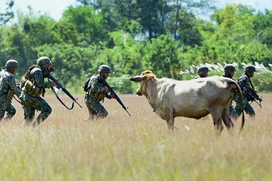 تمرین نظامی فیلیپینی ها در کنار گاوها + عکس