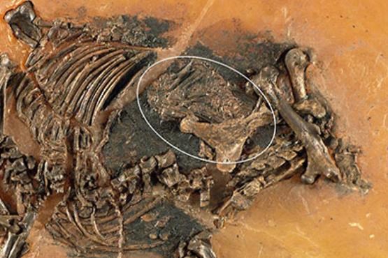کشف فسیل اسب 48 میلیون ساله که حامله بود