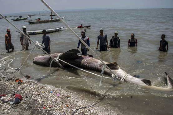 بزرگترین کوسه نهنگ صید شد + عکس