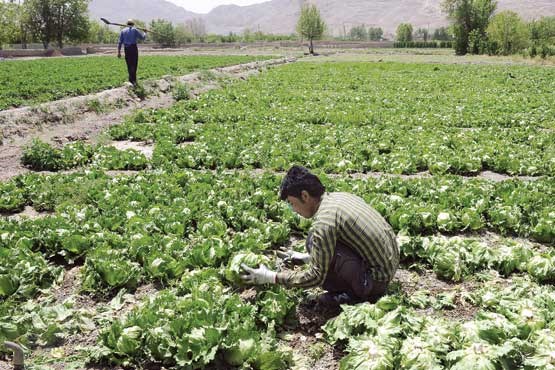 قابلیت‌های نهفته کشاورزی در استان لرستان