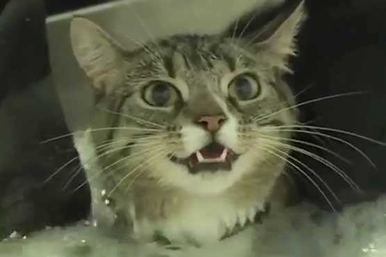آب درمانی گربه فلج + فیلم