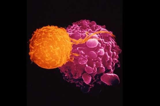 ویروس تبخال به جنگ سرطان می‌رود