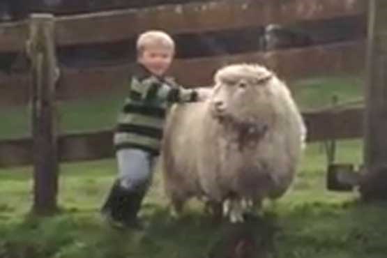 بچه گوسفند سوار