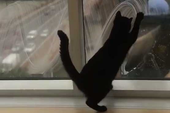 بازی گربه و کارگر شیشه شوی