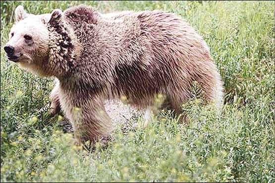 حمله خرس قهوه‌ای به زن روستایی در طالقان