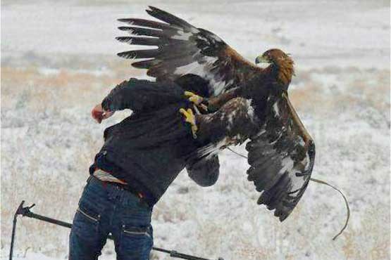 عقابی که به تصویربردار هم رحم نمی کند + تصاویر