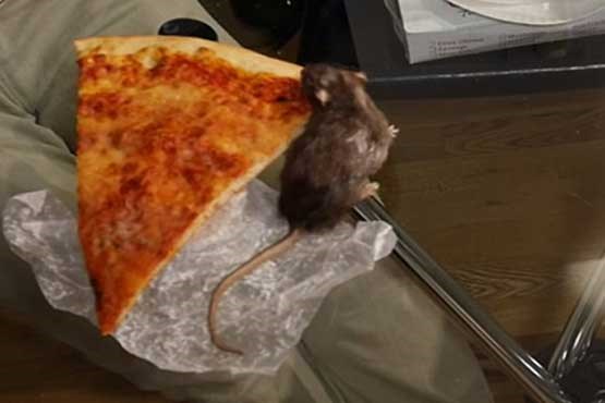 موش های عاشق پیتزا + عکس
