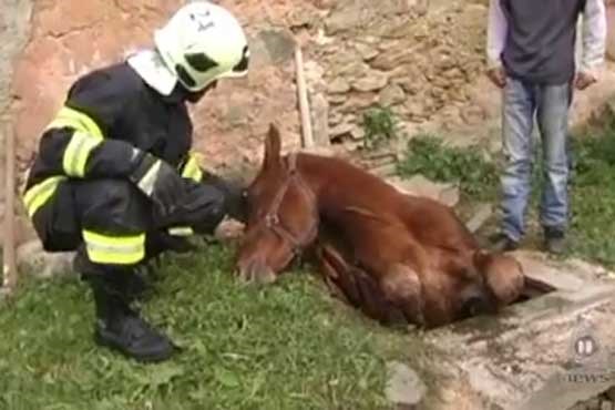 تلاش همگانی برای نجات جان یک اسب