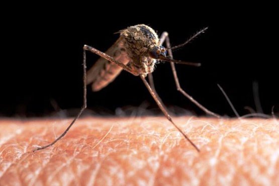 مالاریا با پیوند ژن نابود می شود
