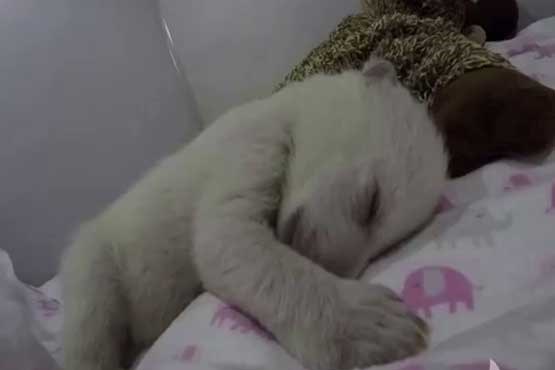 توله خرس قطبی خواب می بیند