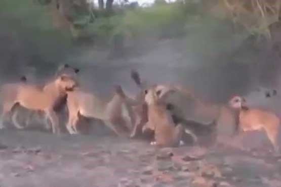 حمله گله شیرها به بوفالو