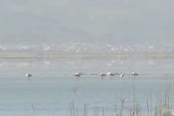دریاچه هیرم میزبان هزاران پرنده مهاجر