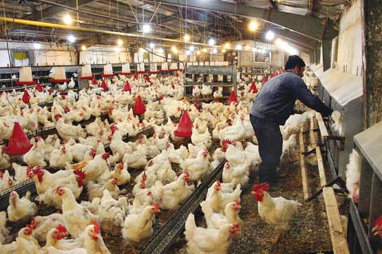 صادرات مرغ در پی مقابله با واردات آن