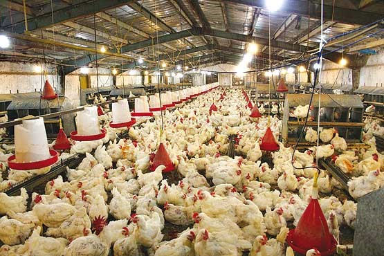 عرضه مرغ منجمد ۸۹۰۰ تومانی/ نابسامانی بازار گوشت و مرغ