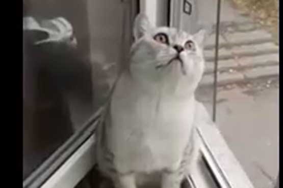 وقتی گربه خیره می شود
